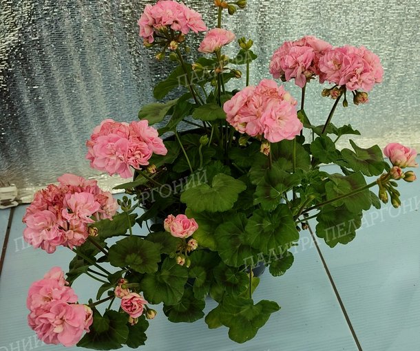 Miss Rose (МИСС РОУЗ), Корея.
