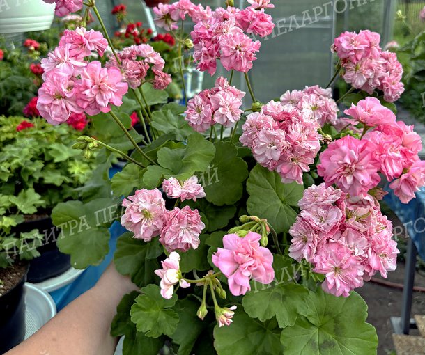 Miss Rose (МИСС РОУЗ), Корея.