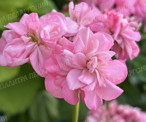 Miss Rose (МИСС РОУЗ), Корея.
