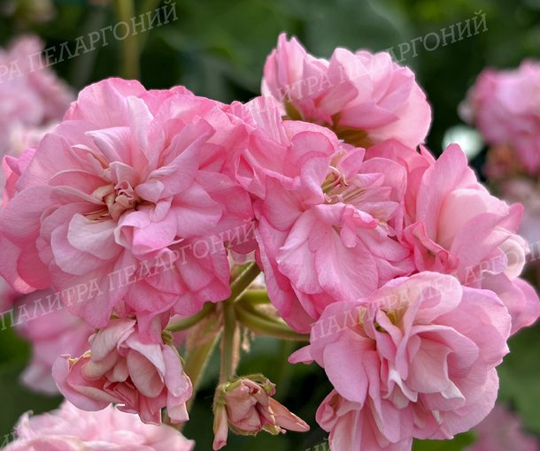 Miss Rose (МИСС РОУЗ), Корея.