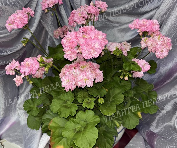 Miss Rose (МИСС РОУЗ), Корея.