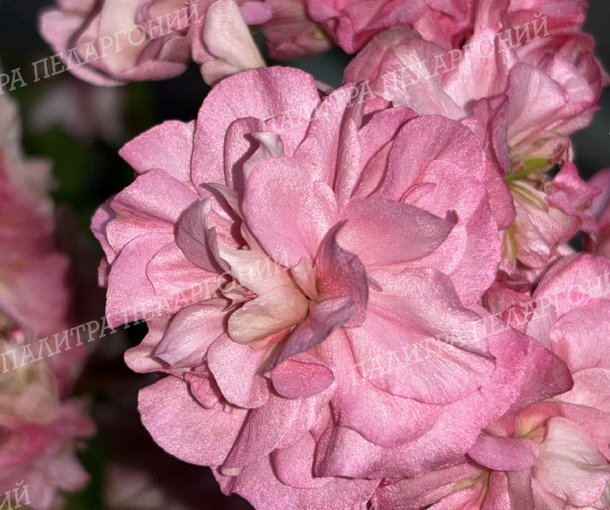 Miss Rose (МИСС РОУЗ), Корея.