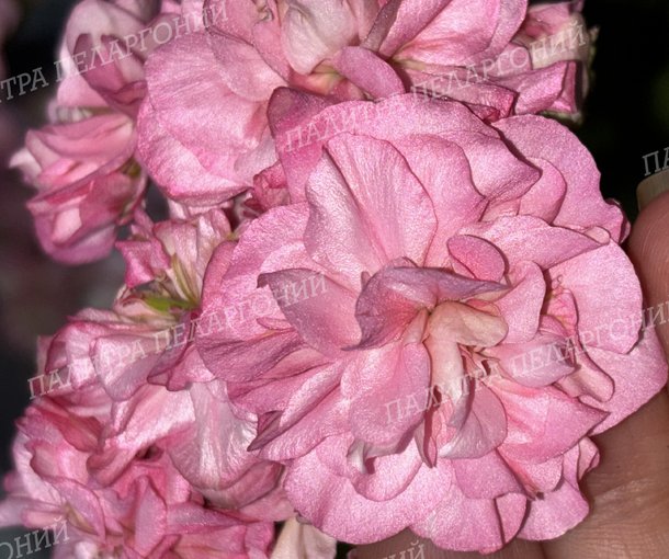 Miss Rose (МИСС РОУЗ), Корея.