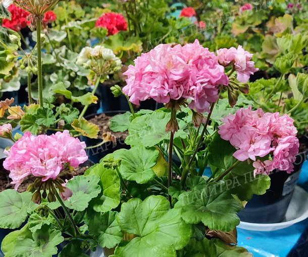 Miss Rose (МИСС РОУЗ), Корея.