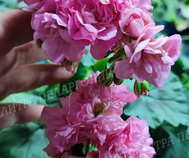 Miss Rose (МИСС РОУЗ), Корея.