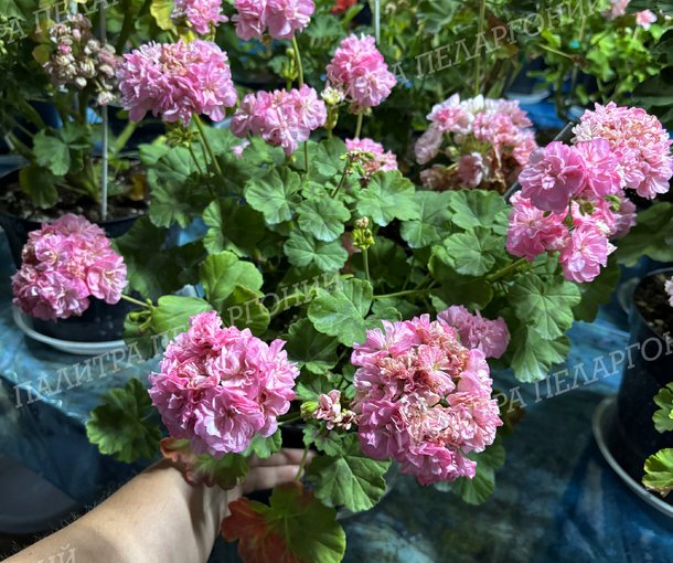 Miss Rose (МИСС РОУЗ), Корея.