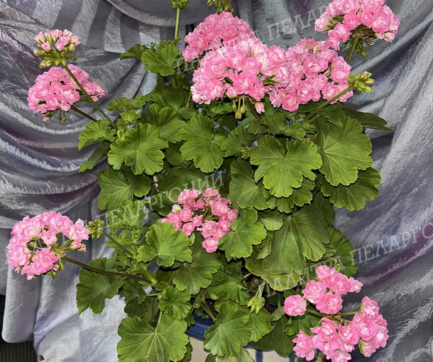 Australien Pink Rosebud (АВСТРАЛИАН ПИНК РОЗЕБУД)