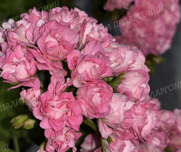 Australien Pink Rosebud (АВСТРАЛИАН ПИНК РОЗЕБУД)