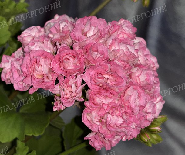 Australien Pink Rosebud (АВСТРАЛИАН ПИНК РОЗЕБУД)