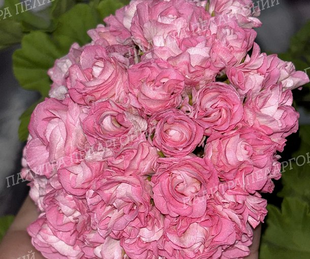 Australien Pink Rosebud (АВСТРАЛИАН ПИНК РОЗЕБУД)