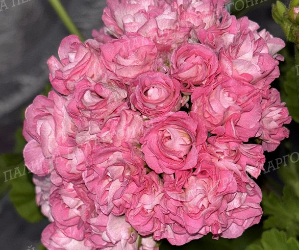 Australien Pink Rosebud (АВСТРАЛИАН ПИНК РОЗЕБУД)