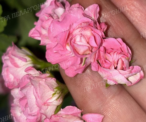 Australien Pink Rosebud (АВСТРАЛИАН ПИНК РОЗЕБУД)