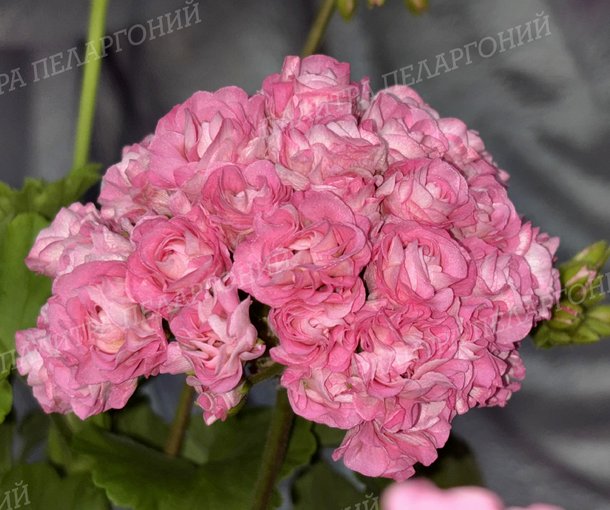 Australien Pink Rosebud (АВСТРАЛИАН ПИНК РОЗЕБУД)