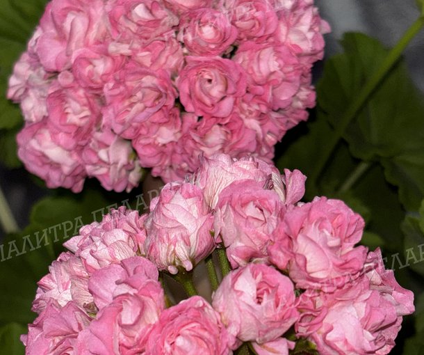 Australien Pink Rosebud (АВСТРАЛИАН ПИНК РОЗЕБУД)