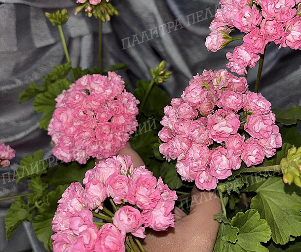 Australien Pink Rosebud (АВСТРАЛИАН ПИНК РОЗЕБУД)