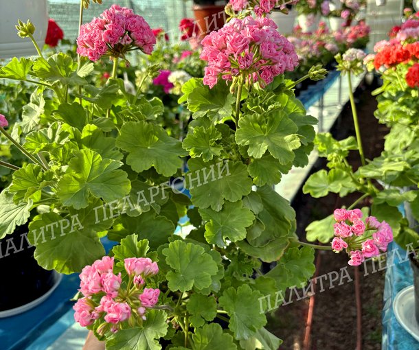 Australien Pink Rosebud (АВСТРАЛИАН ПИНК РОЗЕБУД)