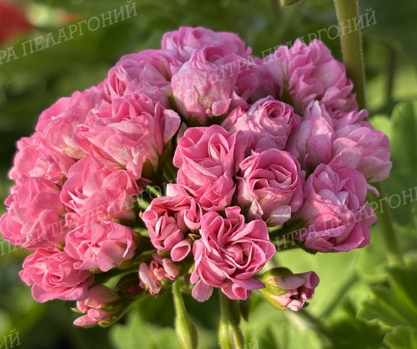 Australien Pink Rosebud (АВСТРАЛИАН ПИНК РОЗЕБУД)