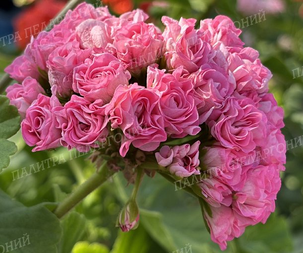 Australien Pink Rosebud (АВСТРАЛИАН ПИНК РОЗЕБУД)
