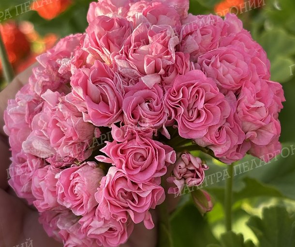 Australien Pink Rosebud (АВСТРАЛИАН ПИНК РОЗЕБУД)