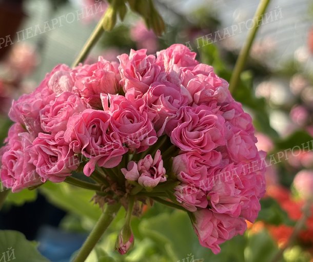 Australien Pink Rosebud (АВСТРАЛИАН ПИНК РОЗЕБУД)