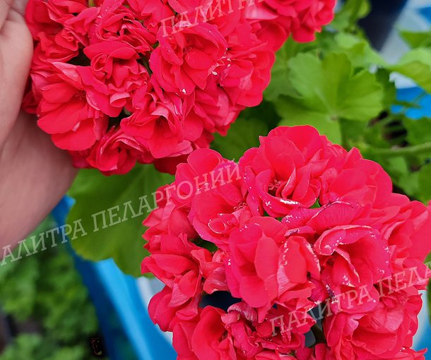 СИМ МОДНИЦА