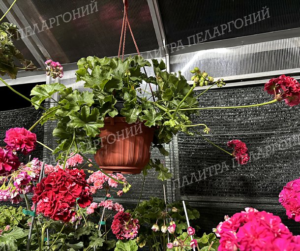 ИВ ПТИЧКА ПЕВЧАЯ
