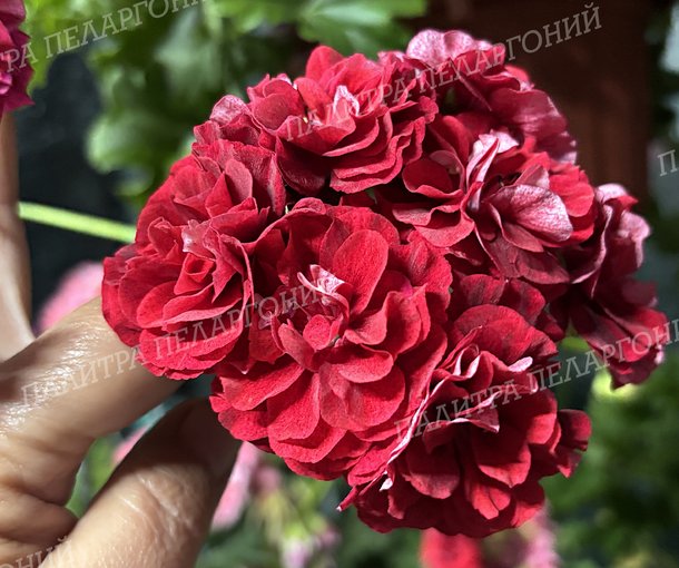 ИВ ПТИЧКА ПЕВЧАЯ