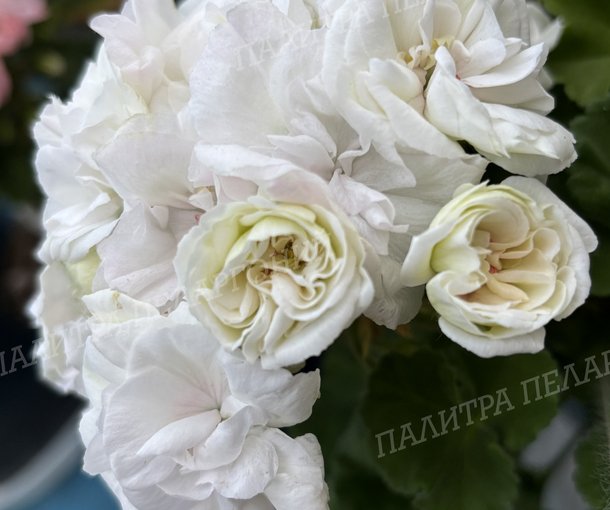 ШЕЛК НЕБЕСА
