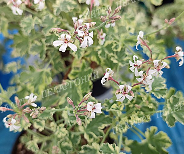 Fragrans Variegatum (ФРАГРАНС ВАРИЕГАТУМ)