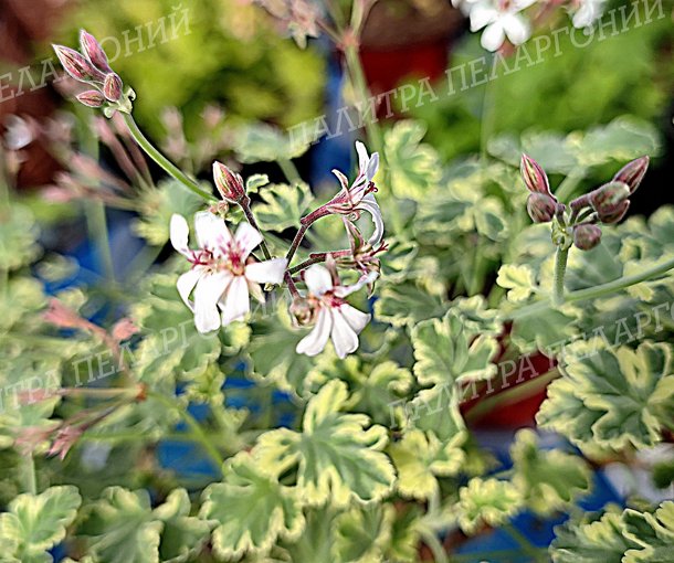 Fragrans Variegatum (ФРАГРАНС ВАРИЕГАТУМ)