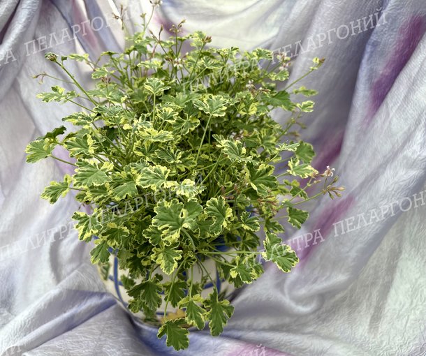 Fragrans Variegatum (ФРАГРАНС ВАРИЕГАТУМ)