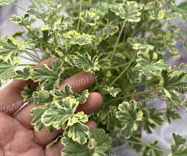 Fragrans Variegatum (ФРАГРАНС ВАРИЕГАТУМ)