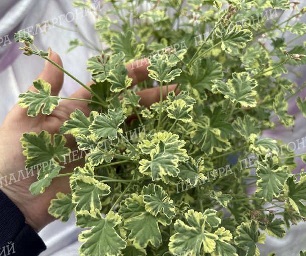 Fragrans Variegatum (ФРАГРАНС ВАРИЕГАТУМ)