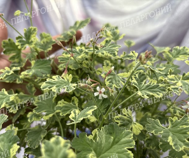 Fragrans Variegatum (ФРАГРАНС ВАРИЕГАТУМ)