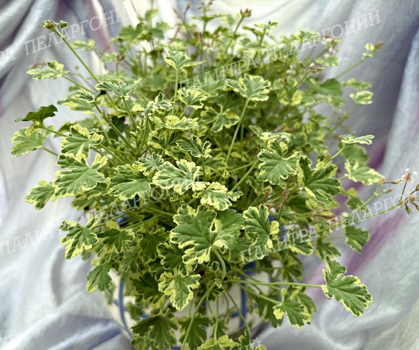 Fragrans Variegatum (ФРАГРАНС ВАРИЕГАТУМ)
