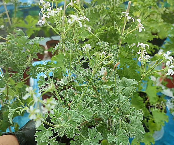 Ardwick Cinnamon (Адвик Синемен)