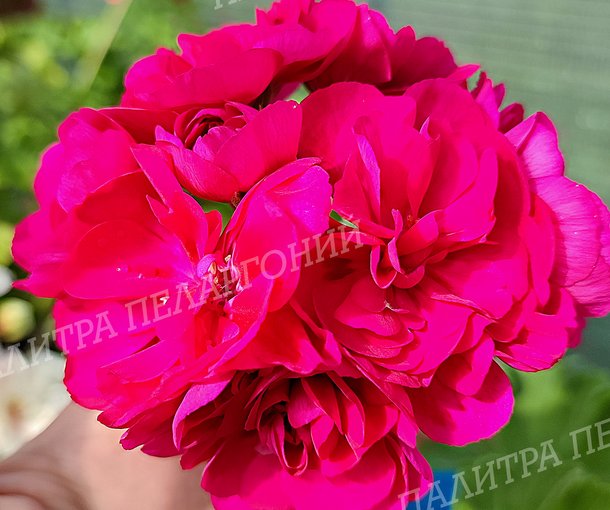 ЛИА ЖОЗЕФИНА