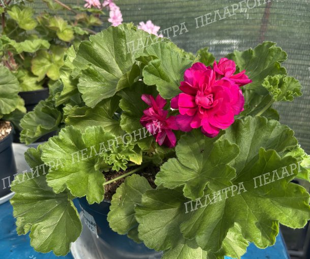 ЛИА ЖОЗЕФИНА