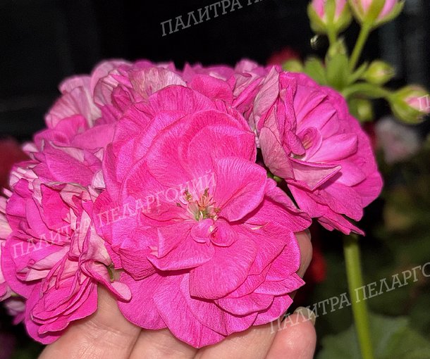 ИВ ПРАСКОВЬЯ ЖЕМЧУГОВА