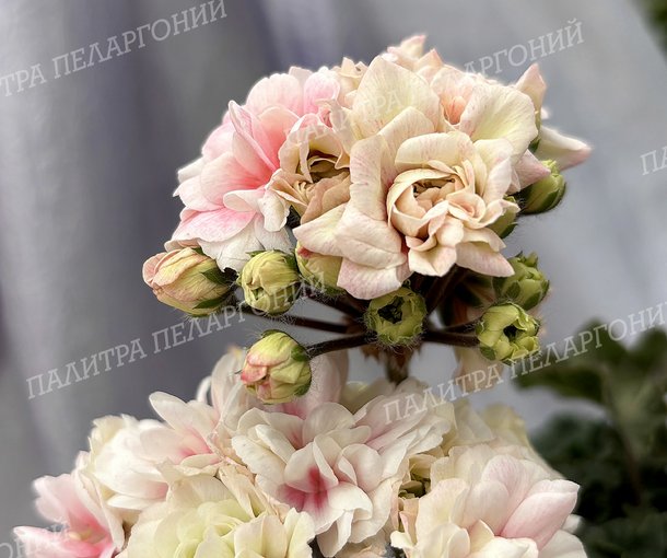 ТА ФИОНА