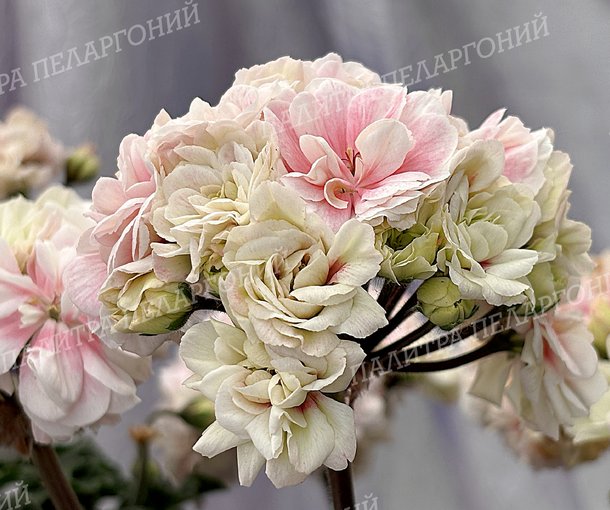 ТА ФИОНА