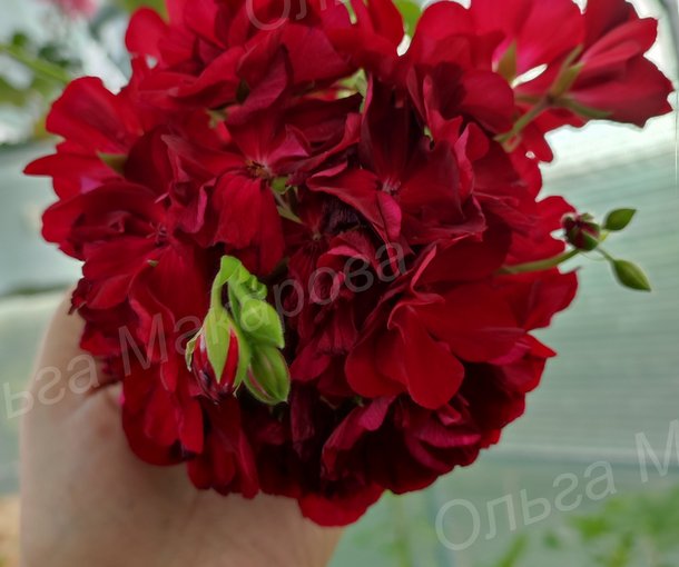 CALLIOPE DARK RED (КАЛЛИОПЕ ДАК РЕД)