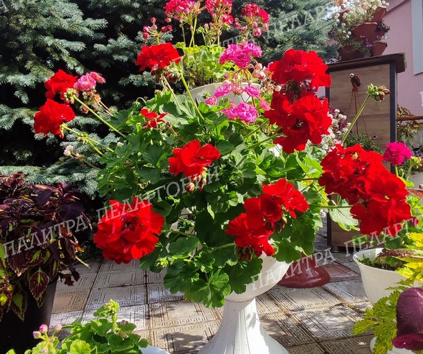 CALLIOPE DARK RED (КАЛЛИОПЕ ДАК РЕД)