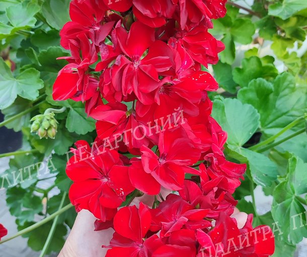 CALLIOPE DARK RED (КАЛЛИОПЕ ДАК РЕД)