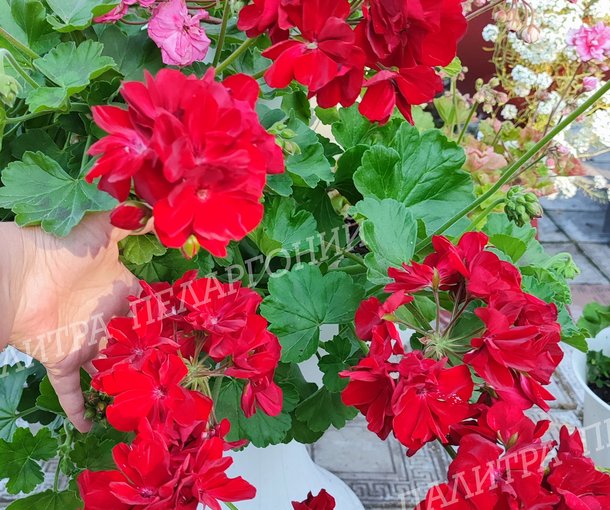 CALLIOPE DARK RED (КАЛЛИОПЕ ДАК РЕД)
