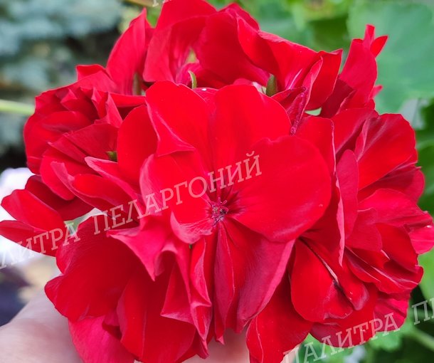 CALLIOPE DARK RED (КАЛЛИОПЕ ДАК РЕД)