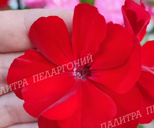 CALLIOPE DARK RED (КАЛЛИОПЕ ДАК РЕД)