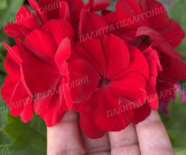 CALLIOPE DARK RED (КАЛЛИОПЕ ДАК РЕД)