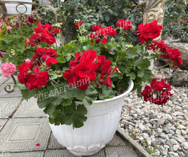 CALLIOPE DARK RED (КАЛЛИОПЕ ДАК РЕД)