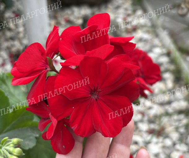 CALLIOPE DARK RED (КАЛЛИОПЕ ДАК РЕД)